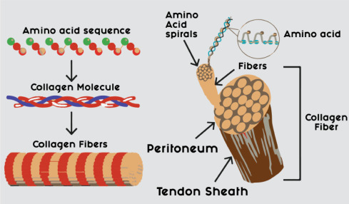 Sources, extractions and applications of bio-maker collagen–A review