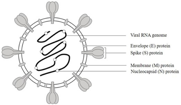 Single domain antibodies derived from ancient animals as broadly neutralizing agents for SARS-CoV-2 a