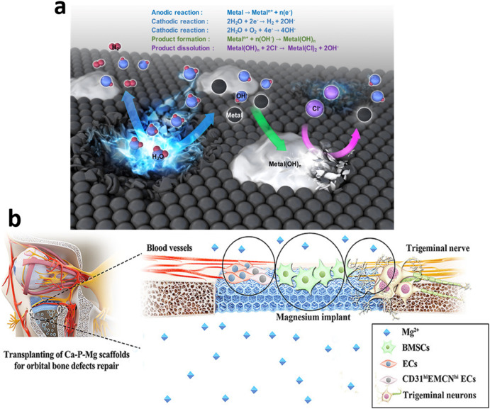 Recent advances in biodegradable metals for implant applications: Exploring in vivo and in vitro resp