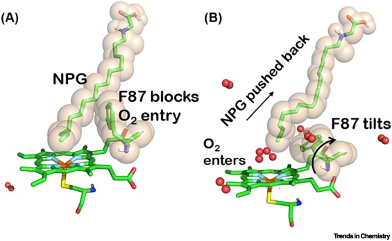 Discovery in nanomachines within living organisms -- cytochromes P450 (CYP450s) unleashed as living s