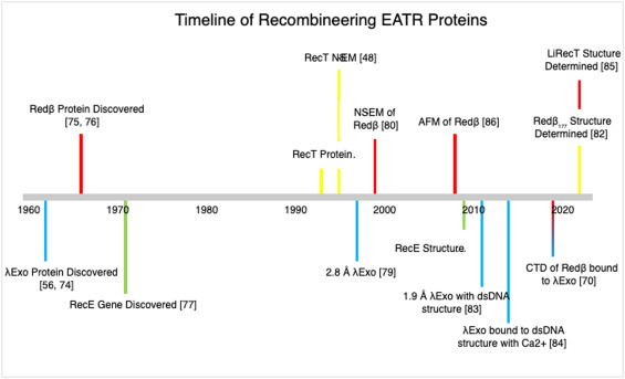 Half a Century After Their Discovery: Structural Insights into Exonuclease and Annealase Proteins Cat