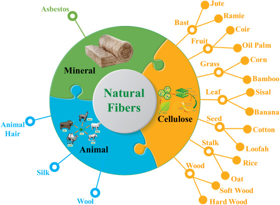 A comprehensive review of natural fibers and their composites: An eco-friendly alternative to convent