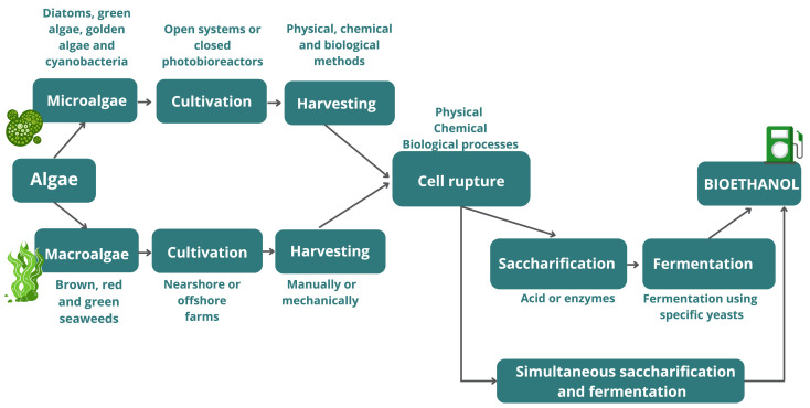 Challenges and opportunities for third-generation ethanol production: A critical review