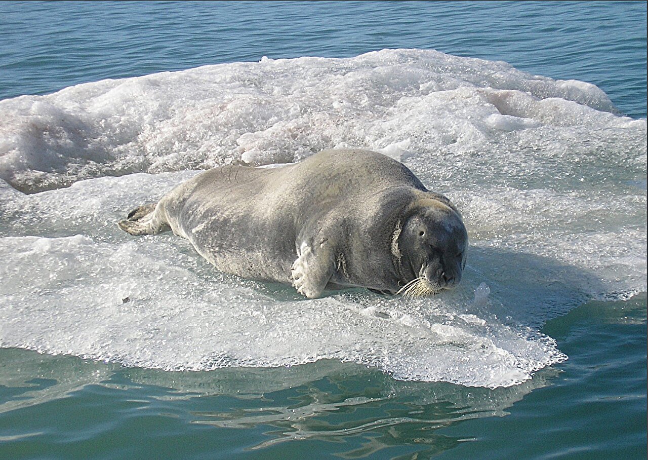 Seals stay warm and hydrated in the Arctic with larger, more convoluted nasal passages