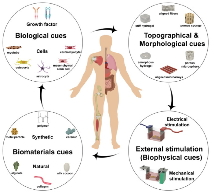 Recent advances in biomaterials for tissue-engineered constructs: Essential factors and engineering t