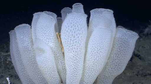 Deep-sea sponge's 'zero-energy' flow control could inspire new energy efficient designs