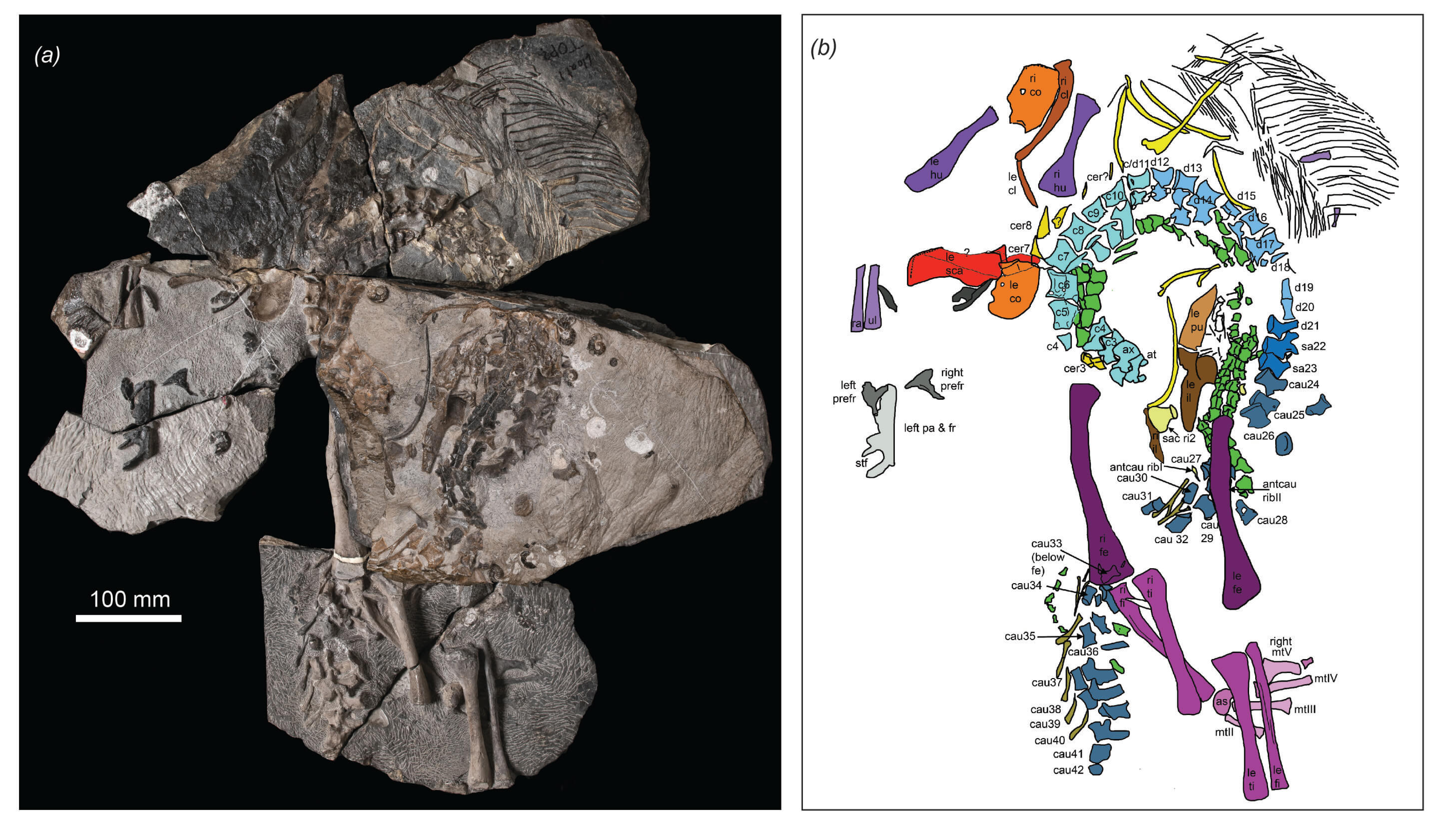 A new species of extinct crocodile relative rewrites life on the Triassic coastline